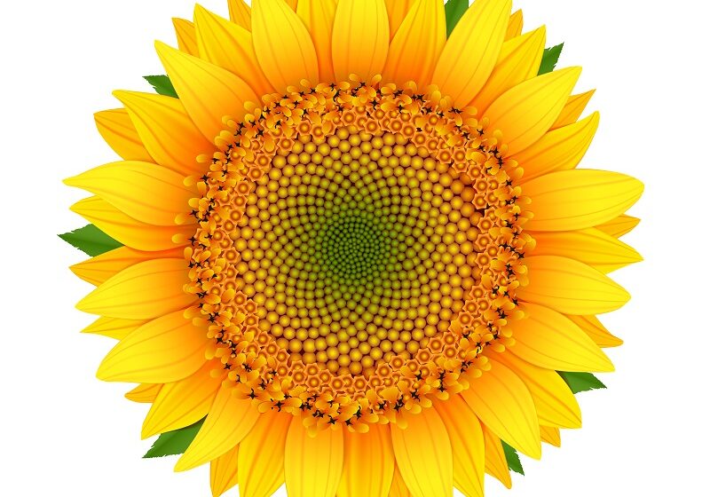 Sunflower isolated on white Sunflower icon isolated on white vector illustration